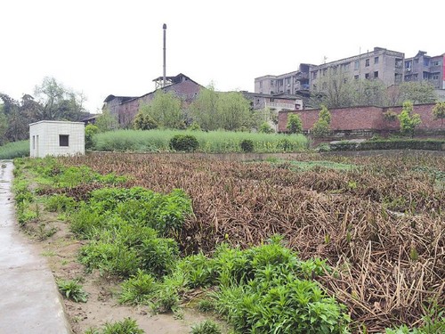 內(nèi)江一污水處理池變油菜地 120萬(wàn)打水漂(圖1)