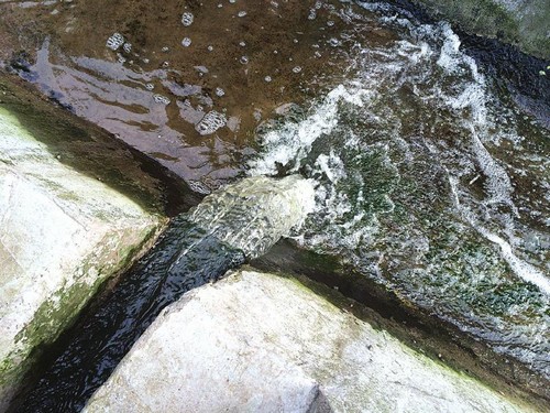 內(nèi)江一污水處理池變油菜地 120萬(wàn)打水漂(圖2)