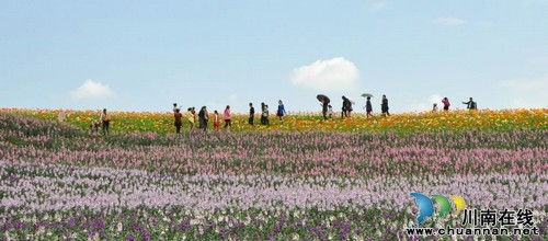 瀘州納溪:“花田酒地”喜迎八方游客(圖3)