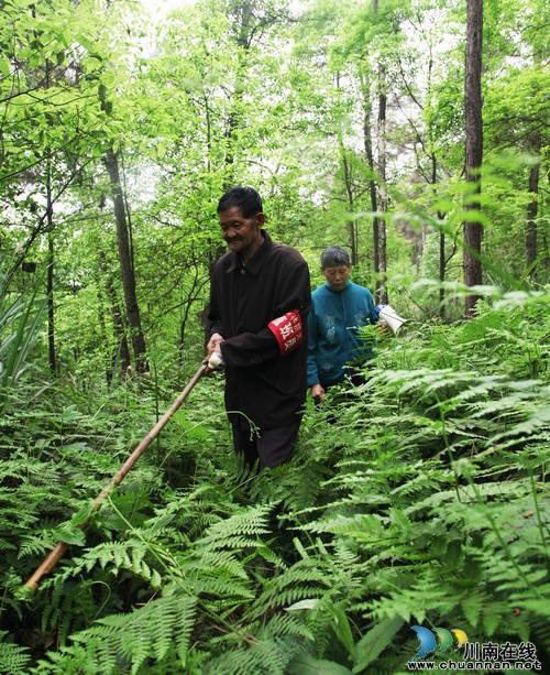 瀘州:七旬老夫妻義務(wù)護(hù)林9年 行走近1.9萬(wàn)公里(圖3)