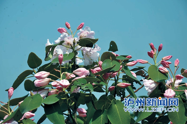 瀘州:古藺睡蓮葉杜鵑正值花期 全國獨一份(圖)(圖1)