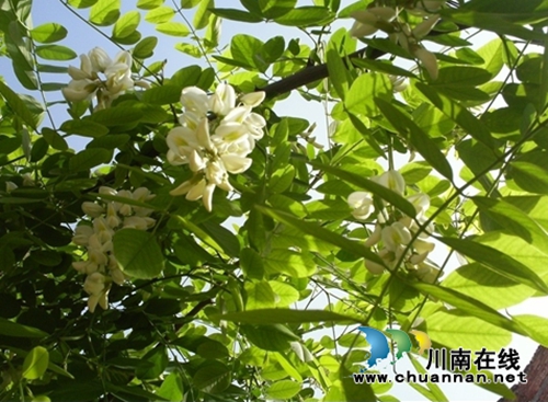 靳朝忠 流淌在血脈中的洋槐花香(圖2) 靳朝忠 流淌在血脈中的洋槐花香(圖2)