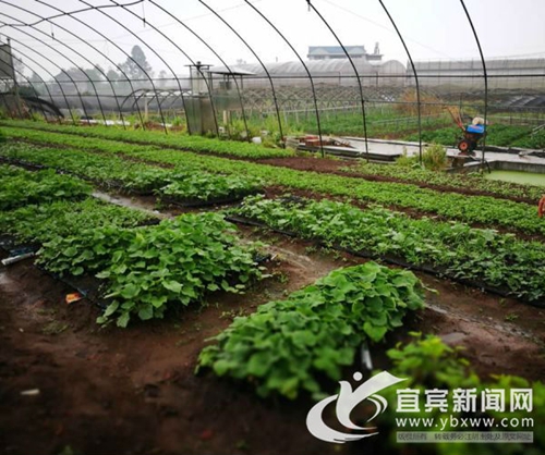 從賣菜到賣菜苗 宜賓這個(gè)“新菜農(nóng)”年入60萬(wàn)(圖1)