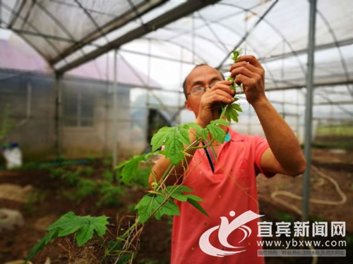 從賣菜到賣菜苗 宜賓這個(gè)“新菜農(nóng)”年入60萬(wàn)(圖3)