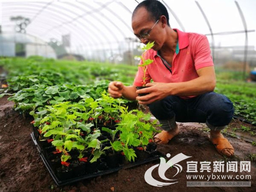 從賣菜到賣菜苗 宜賓這個(gè)“新菜農(nóng)”年入60萬(wàn)(圖4)