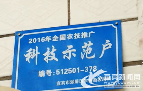 從賣菜到賣菜苗 宜賓這個(gè)“新菜農(nóng)”年入60萬(wàn)(圖6)