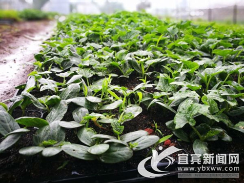 從賣菜到賣菜苗 宜賓這個(gè)“新菜農(nóng)”年入60萬(wàn)(圖7)