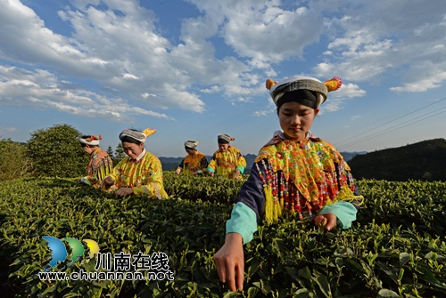 陳大剛：茶葉尖上的馬嘶(圖6)