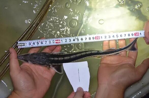 瀘州破獲一起非法獵捕珍貴、瀕危野生動物案(圖4)