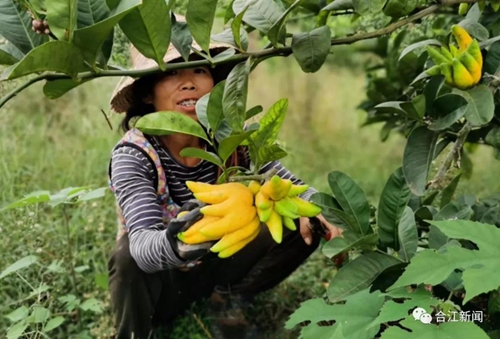 大豐收！合江這個地方再次驚艷(圖5)