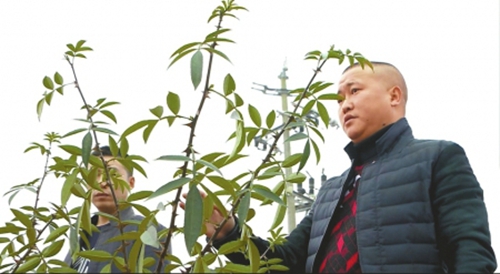 內江退伍軍人致富不忘鄉(xiāng)親 助貧困村變花椒基地(圖1)