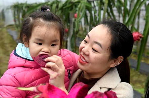 宜賓長(zhǎng)寧：紅心火龍果助日子更紅火(圖3)