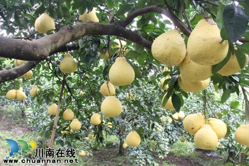 龍馬潭區(qū)：九獅柚喜豐收 萬畝金黃壓枝頭(圖1)