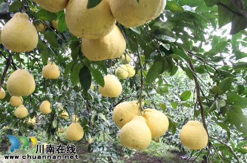 龍馬潭區(qū)：九獅柚喜豐收 萬畝金黃壓枝頭(圖2)