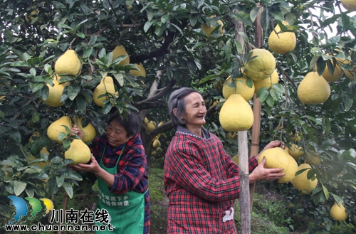 龍馬潭區(qū)：九獅柚喜豐收 萬畝金黃壓枝頭(圖3)