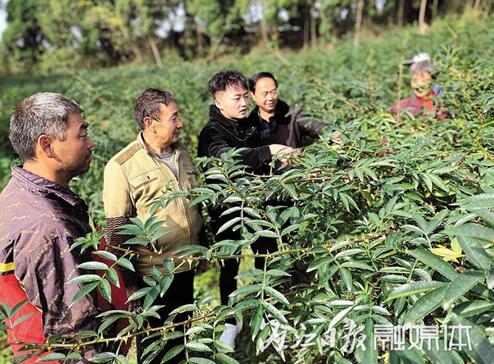 內(nèi)江90后小伙棄醫(yī)種花椒 助三百余戶(hù)村民致富(圖1)