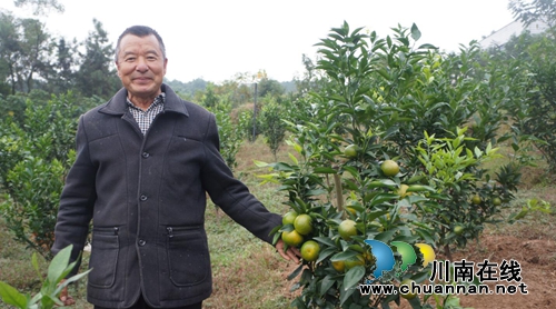 瀘縣立石鎮(zhèn)普照村：甜過初戀的柑橘，更甜進(jìn)果農(nóng)的心里(圖1)