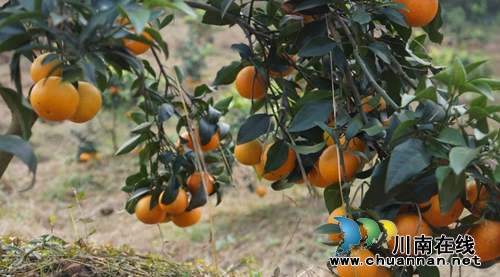瀘縣立石鎮(zhèn)普照村：甜過初戀的柑橘，更甜進(jìn)果農(nóng)的心里(圖2)