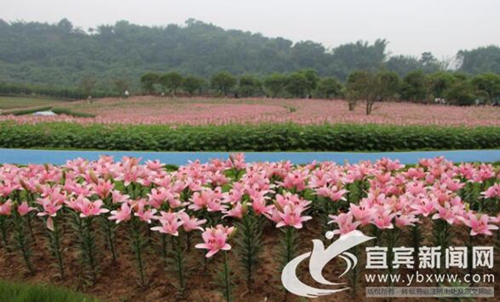 長寧蜀南花海獲批全省中醫(yī)藥健康旅游示范基地(圖2)