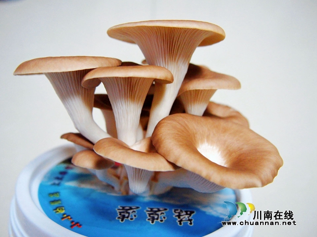 瀘縣得勝鎮(zhèn)得勝中心小學(xué)?？萍及嗟哪⒐教骄炕顒?dòng)沖進(jìn)四川省科技創(chuàng)新大賽(圖3)