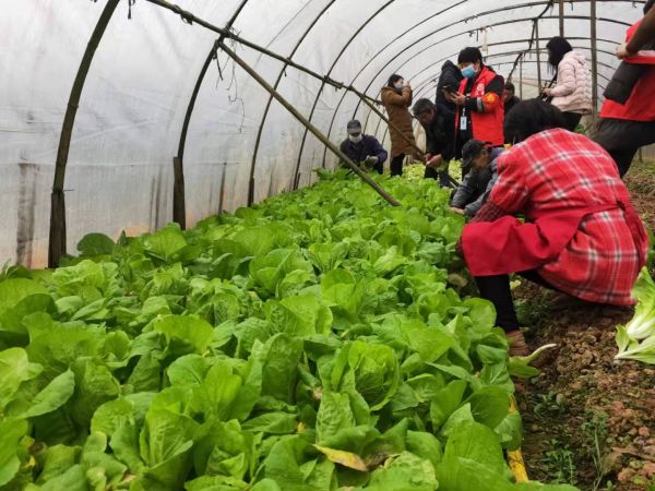 千里送菜援武漢 宜賓江安種植戶行為暖人心