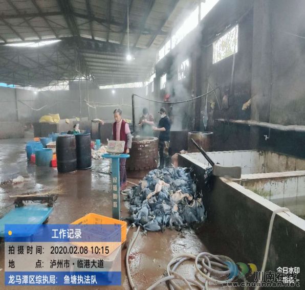 頂風作案：龍馬潭一養(yǎng)殖場違規(guī)宰殺活禽被查處