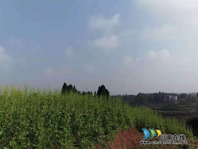 瀘縣太伏鎮(zhèn):“點(diǎn)單式”服務(wù)，春耕生產(chǎn)有保障(圖2)