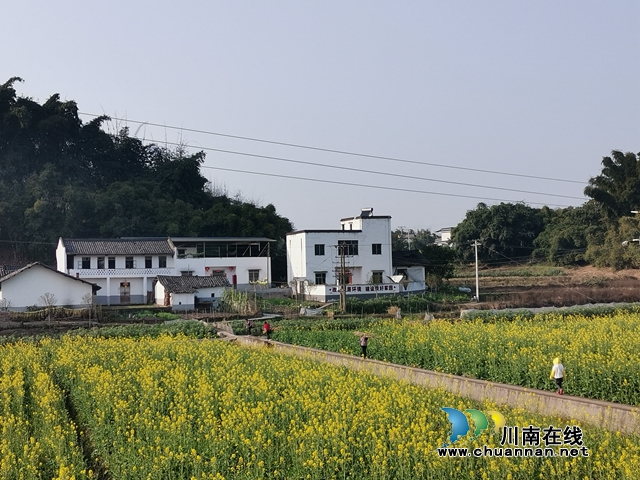 保安全 瀘縣譚壩油菜花海閉園謝客