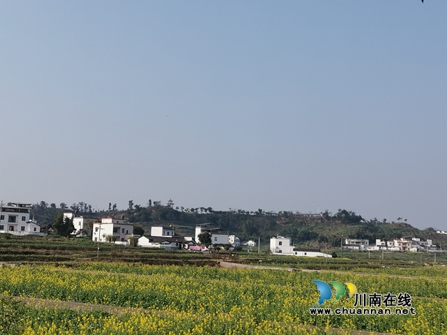 保安全 瀘縣譚壩油菜花海閉園謝客(圖4)