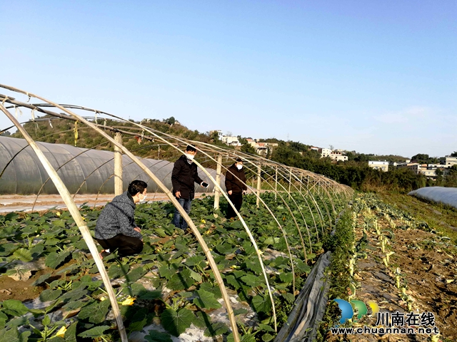 江陽(yáng)區(qū)華陽(yáng)街道：戰(zhàn)“疫情”、保春耕
