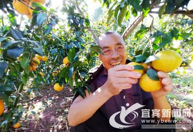 痛心！宜賓這里百萬斤柑橘滯銷！“求帶走！”(圖4)