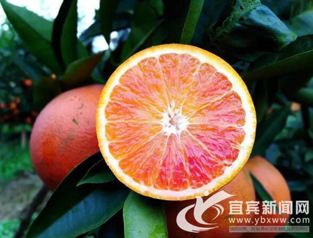 痛心！宜賓這里百萬斤柑橘滯銷！“求帶走！”(圖6)