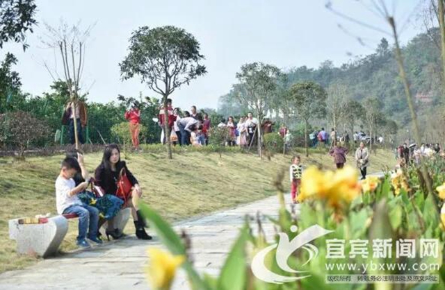 痛心！宜賓這里百萬斤柑橘滯銷！“求帶走！”(圖3)