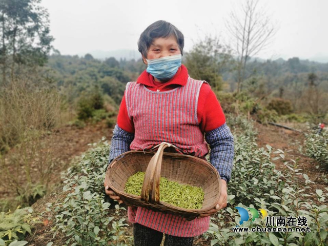 納溪區(qū)法院：駐村工作隊員參與疫情防控 護(hù)航春茶采摘復(fù)工(圖2)