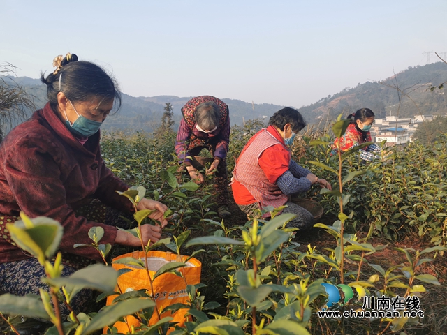 納溪區(qū)法院：駐村工作隊員參與疫情防控 護(hù)航春茶采摘復(fù)工(圖3)