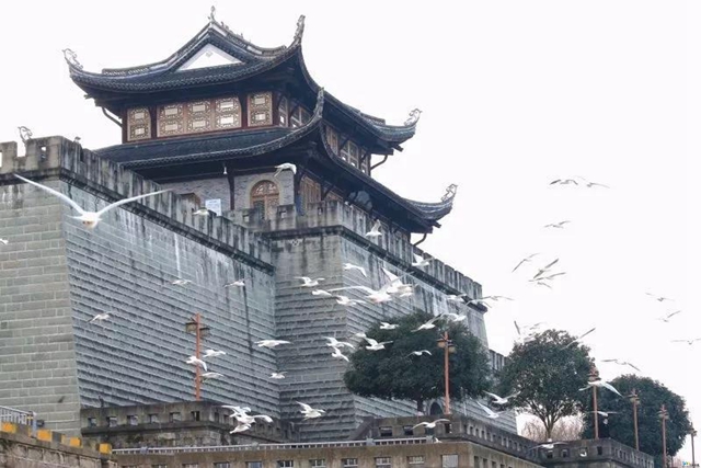 瀘州市民朋友們別擔(dān)心!紅嘴鷗有專人照顧,鷗糧充足!(圖6) 瀘州市民朋友們別擔(dān)心!紅嘴鷗有專人照顧,鷗糧充足!(圖5)