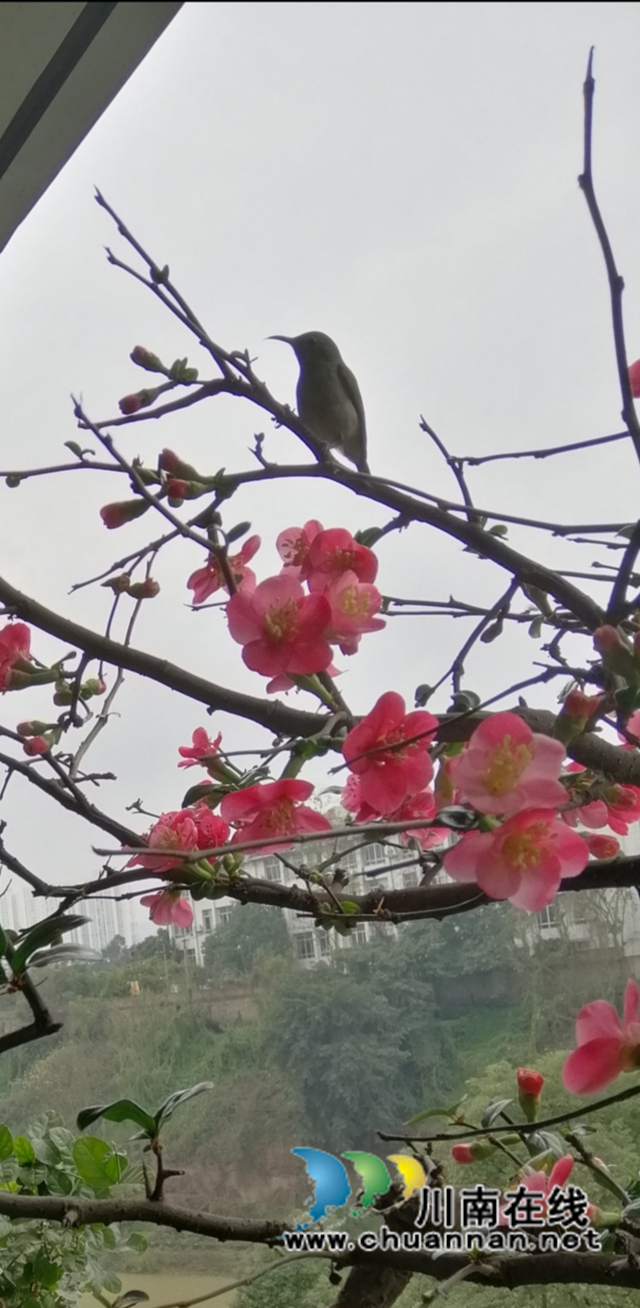 抗“疫”使命，瀘州市評協(xié)繼續(xù)在行動—— 部分會員作品選編（總第10期）(圖3)