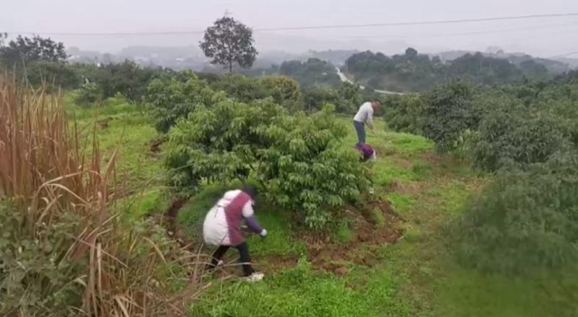 合江荔農(nóng)：不負春光勤勞作，守望七月荔枝紅