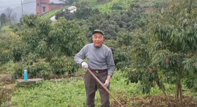 合江荔農(nóng)：不負(fù)春光勤勞作，守望七月荔枝紅(圖3)