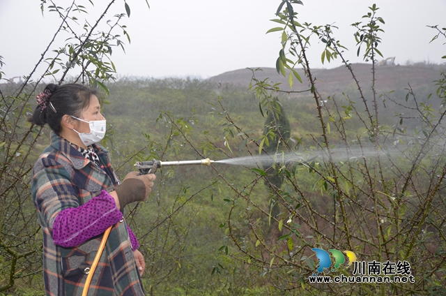 瀘縣太伏鎮(zhèn)：荒蕪“饅頭山”變成致富“香餑餑”(圖2)