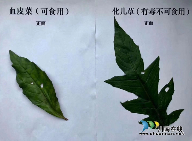 【危險】瀘州一家六口吃血皮菜中毒了？(圖3)