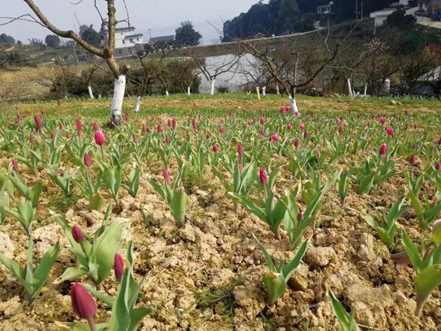 2月29日起，宜賓這些A級景區(qū)恢復開園！前往游玩有這些要求(圖2)