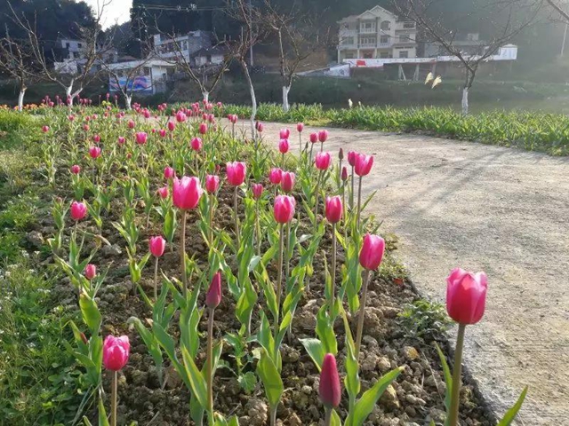 2月29日起，宜賓這些A級(jí)景區(qū)恢復(fù)開(kāi)園！前往游玩有這些要求