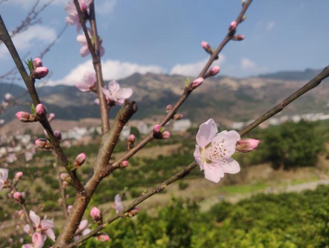 瀘州古藺：春已來臨 云端賞花正當(dāng)時(圖2)