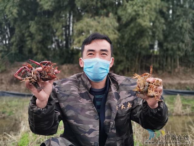 瀘縣：小小龍蝦身價(jià)高 脫貧增收好幫手