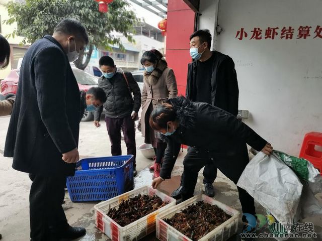  瀘縣：小小龍蝦身價高 脫貧增收好幫手(圖2)