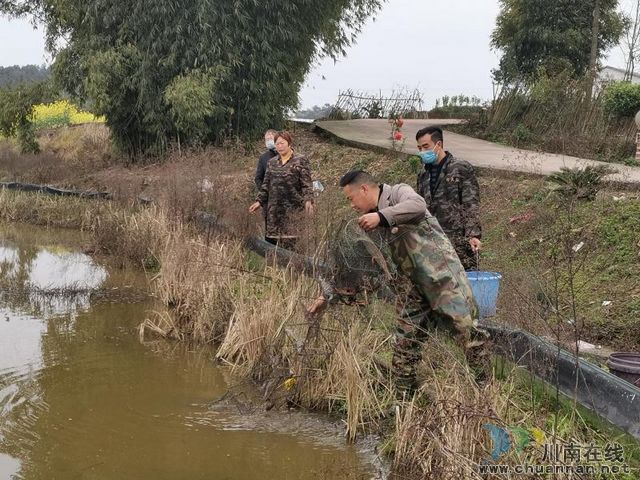  瀘縣：小小龍蝦身價高 脫貧增收好幫手(圖4)