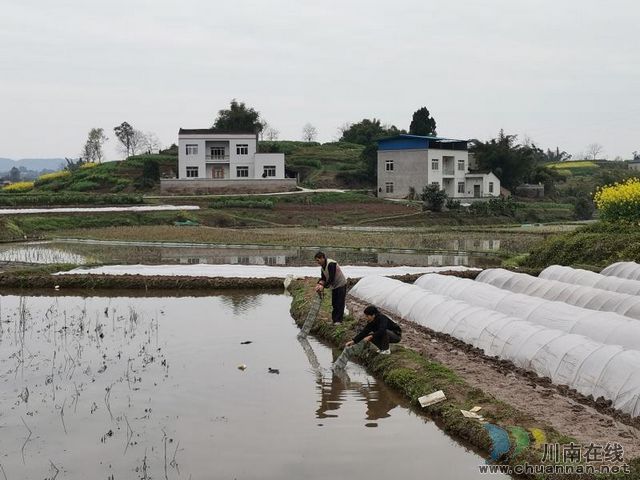  瀘縣：小小龍蝦身價高 脫貧增收好幫手(圖5)