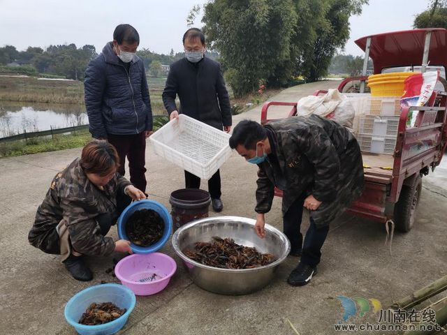  瀘縣：小小龍蝦身價高 脫貧增收好幫手(圖7)