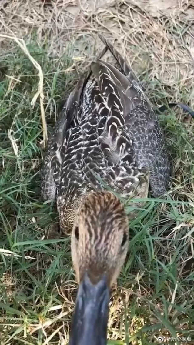 頂風作案！獵食野生動物，還發(fā)朋友圈炫耀(圖5)